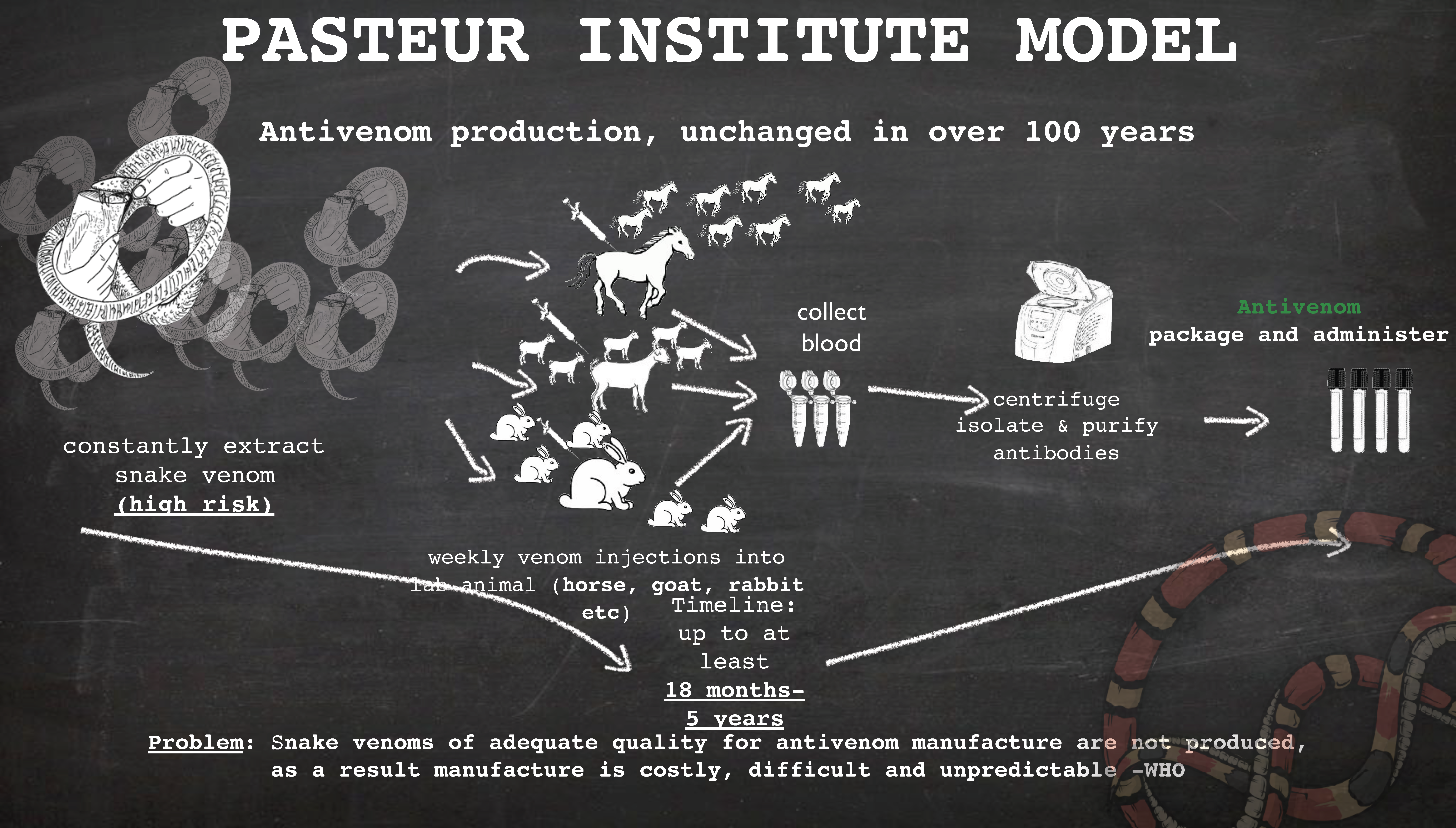 Pasteur Institute Model